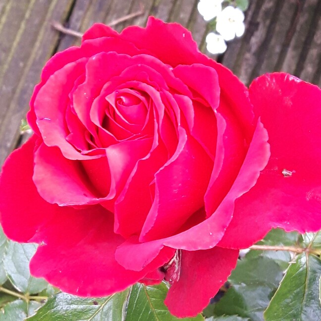 Rosa The Anniversary Rose in the GardenTags plant encyclopedia Hybrid Tea Rose The Anniversary Rose in the GardenTags plant encyclopedia
