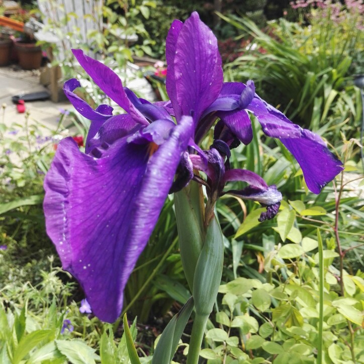 Japanese Water Iris Barr Purple East in the GardenTags plant encyclopedia