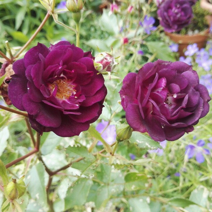 Rosa Wekfabpur syn. Rosa Midnight Blue in the GardenTags plant encyclopedia Rose Midnight Blue (Shrub) in the GardenTags plant encyclopedia