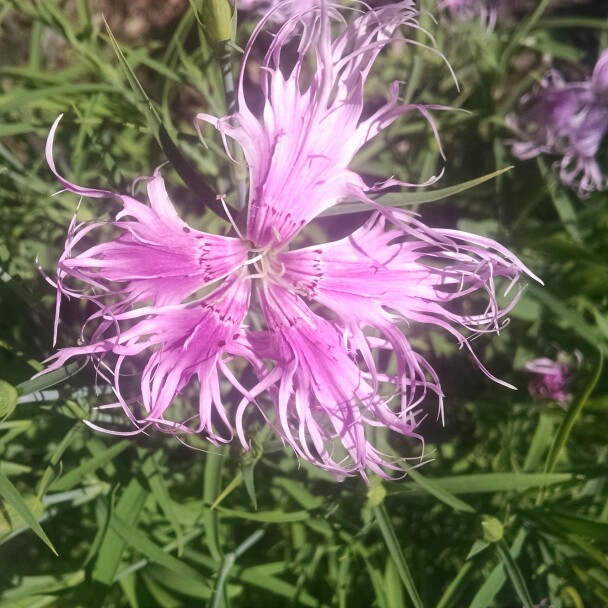Dianthus superbus hybrid Spooky in the GardenTags plant encyclopedia Pink Spooky in the GardenTags plant encyclopedia