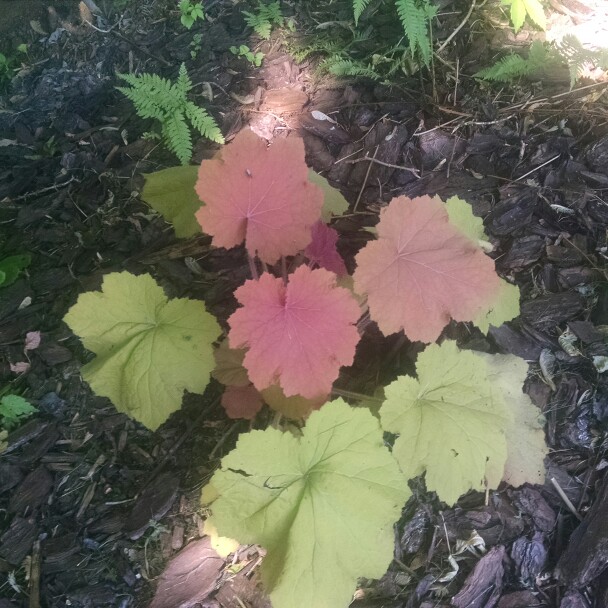 Heuchera Autumn Rush in the GardenTags plant encyclopedia Alumroot Autumn Rush in the GardenTags plant encyclopedia