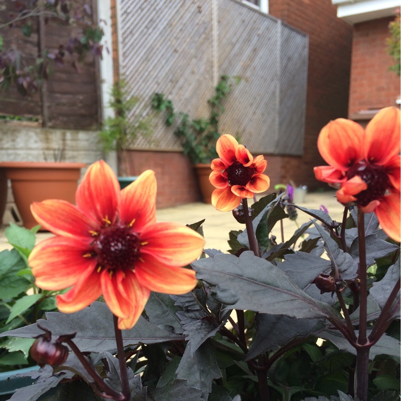 Dahlia Dark Angel Dragon Ball in the GardenTags plant encyclopedia Dahlia Dark Angel Dragon Ball in the GardenTags plant encyclopedia