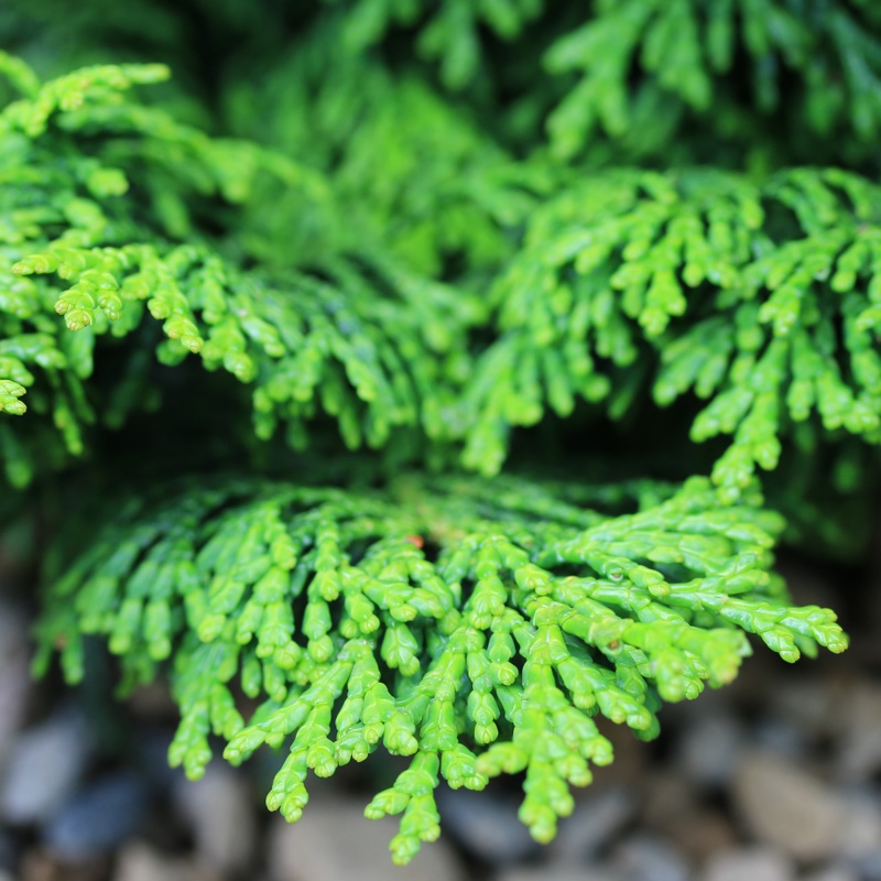 Chamaecyparis obtusa Kosteri in the GardenTags plant encyclopedia Hinoki Cypress Kosteri in the GardenTags plant encyclopedia