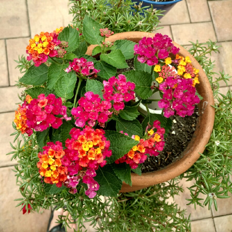 Lantana camara Bante Cheriasun (Bandana Series) syn. Lantana Bandana Cherry Sunrise in the GardenTags plant encyclopedia Big Sage Bandana Cherry Sunrise in the GardenTags plant encyclopedia
