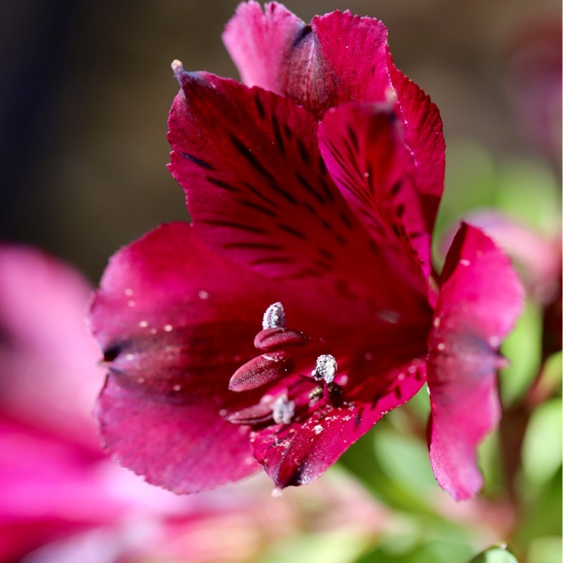 Alstroemeria Tesrobin (Inticancha Series) syn. Alstroemeria Inticancha Red in the GardenTags plant encyclopedia Peruvian Lily Inticancha Red in the GardenTags plant encyclopedia