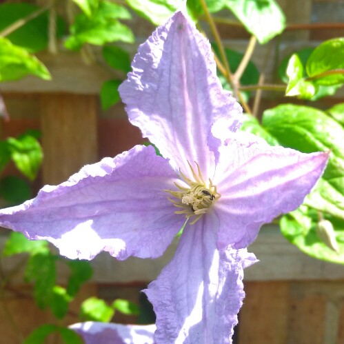 Clematis Blue Angel in the GardenTags plant encyclopedia
