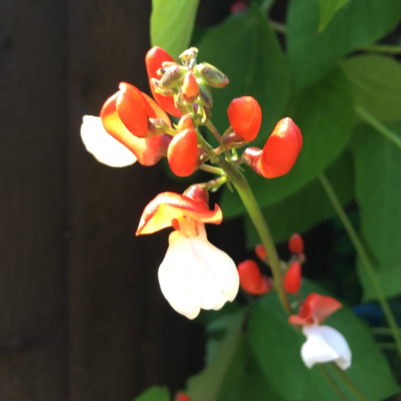 Phaseolus coccineus St George in the GardenTags plant encyclopedia Runner Bean St George in the GardenTags plant encyclopedia