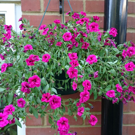 Calibrachoa Can Can Rosies Magenta in the GardenTags plant encyclopedia Million Bells Can Can Rosies Magenta in the GardenTags plant encyclopedia