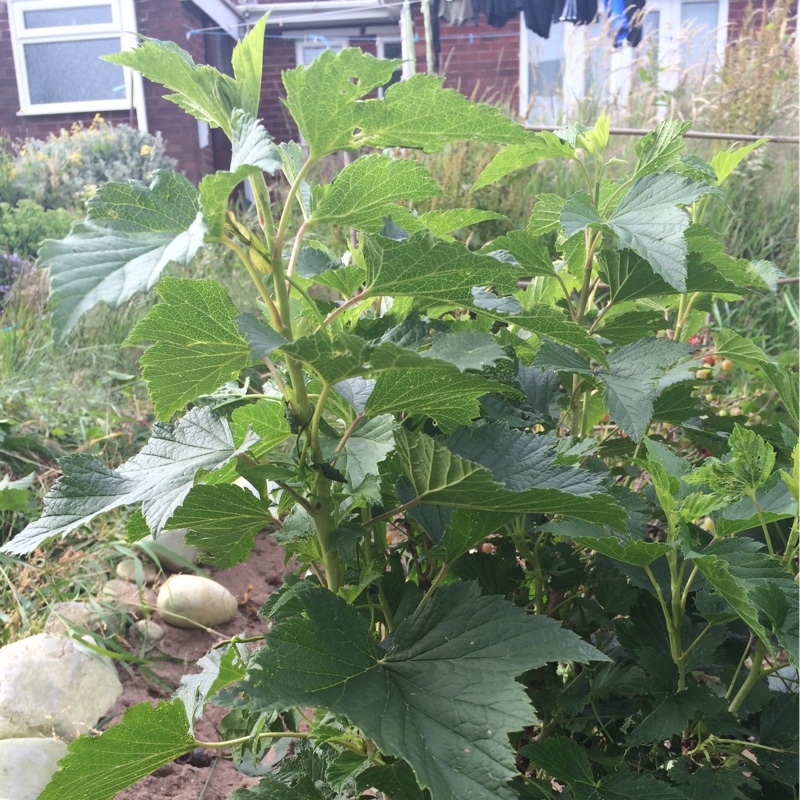 Ribes nigrum Ben Tirran in the GardenTags plant encyclopedia Blackcurrant Ben Tirran in the GardenTags plant encyclopedia
