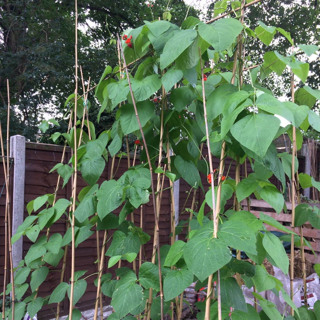 Phaseolus coccineus Lady Di in the GardenTags plant encyclopedia Runner Bean Lady Di in the GardenTags plant encyclopedia