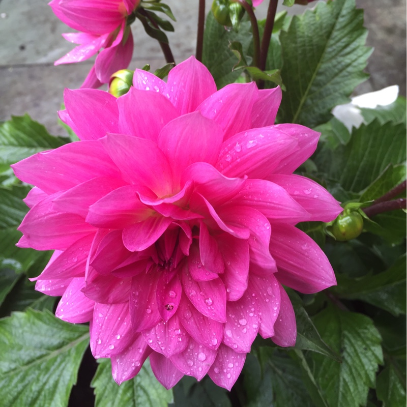 Dahlia Paraiso in the GardenTags plant encyclopedia Dahlia Paraiso in the GardenTags plant encyclopedia