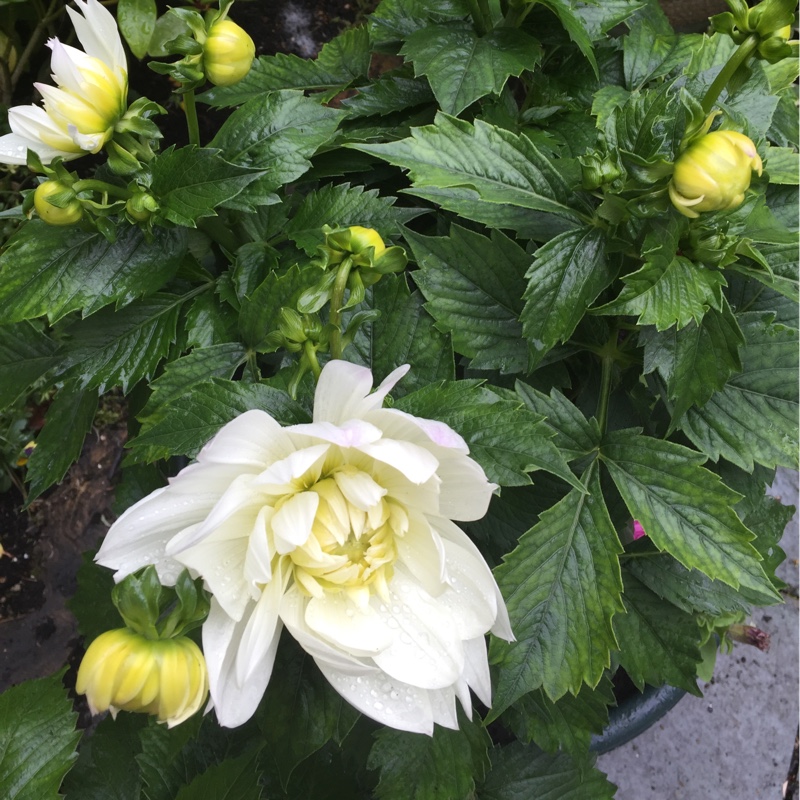 Dahlia XXL Yucatan (XXL Series) in the GardenTags plant encyclopedia Dahlia XXL Yucatan (Bedding) in the GardenTags plant encyclopedia