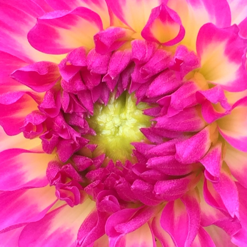 Dahlia Dalina Maxi Salinas in the GardenTags plant encyclopedia Dahlia Dalina Maxi Salinas in the GardenTags plant encyclopedia