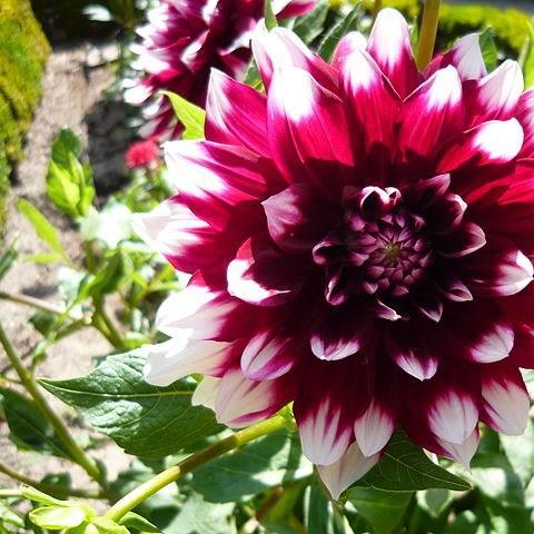 Dahlia Blended Beauty in the GardenTags plant encyclopedia Dahlia Blended Beauty in the GardenTags plant encyclopedia