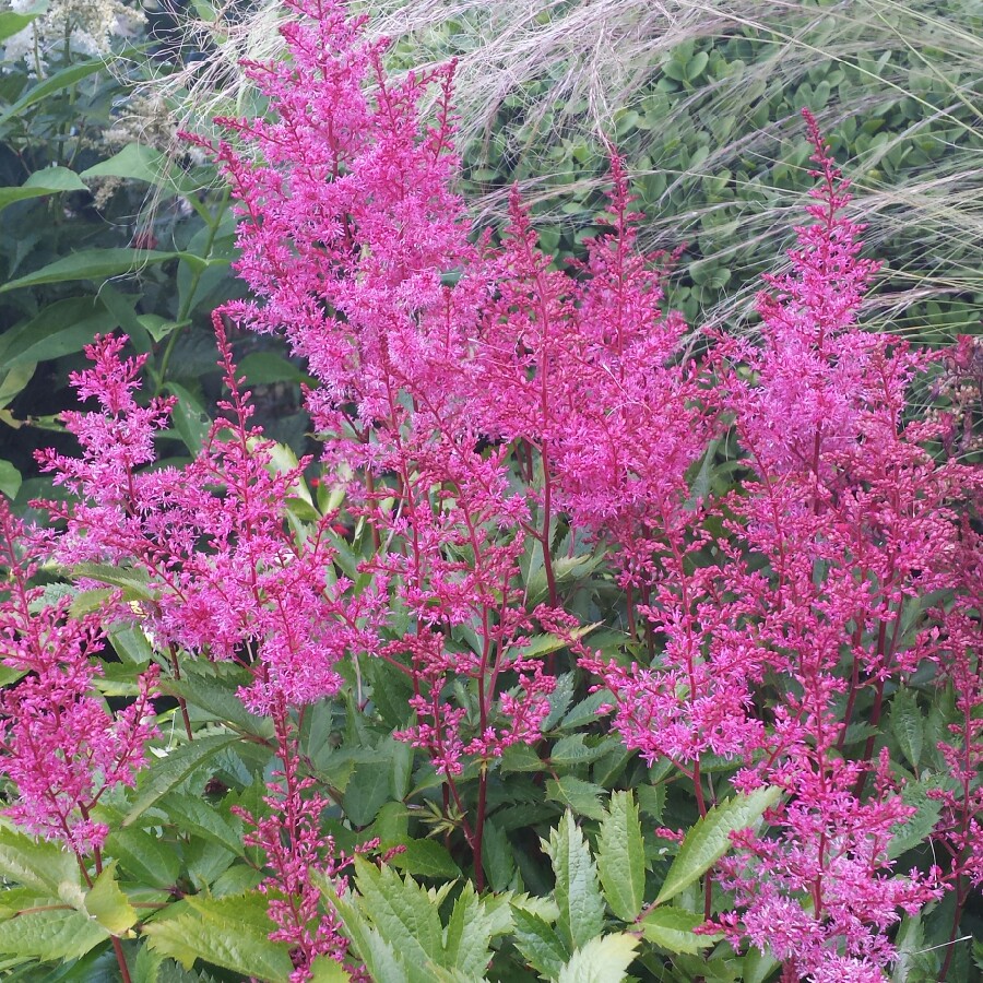 Astilbe japonica Montgomery in the GardenTags plant encyclopedia False goats beard Montgomery in the GardenTags plant encyclopedia