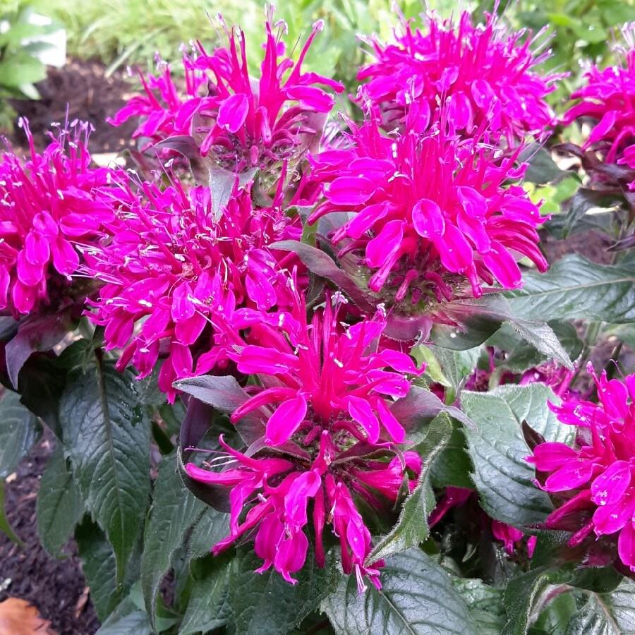 Dwarf Bergamot Balmy Purple in the GardenTags plant encyclopedia