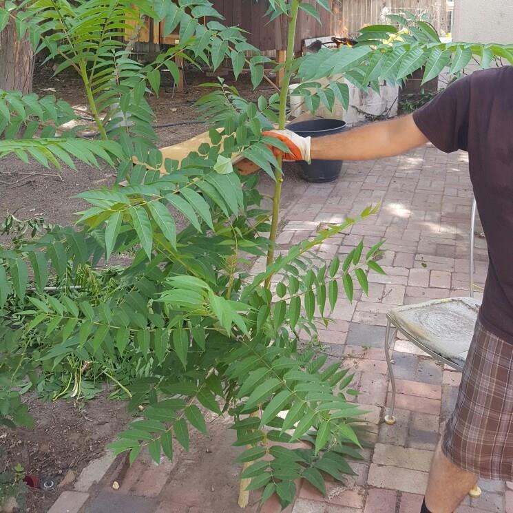 Ailanthus Altissima in the GardenTags plant encyclopedia Tree Of Heaven in the GardenTags plant encyclopedia