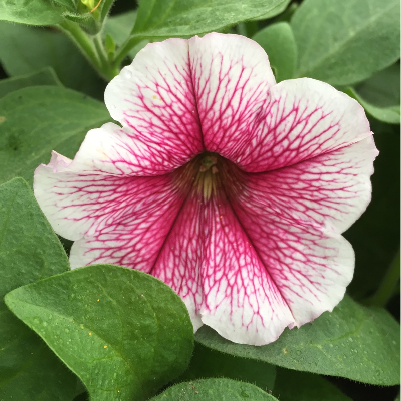 Petunia Opera Supreme Raspberry Ice in the GardenTags plant encyclopedia Petunia Opera Supreme Raspberry Ice in the GardenTags plant encyclopedia