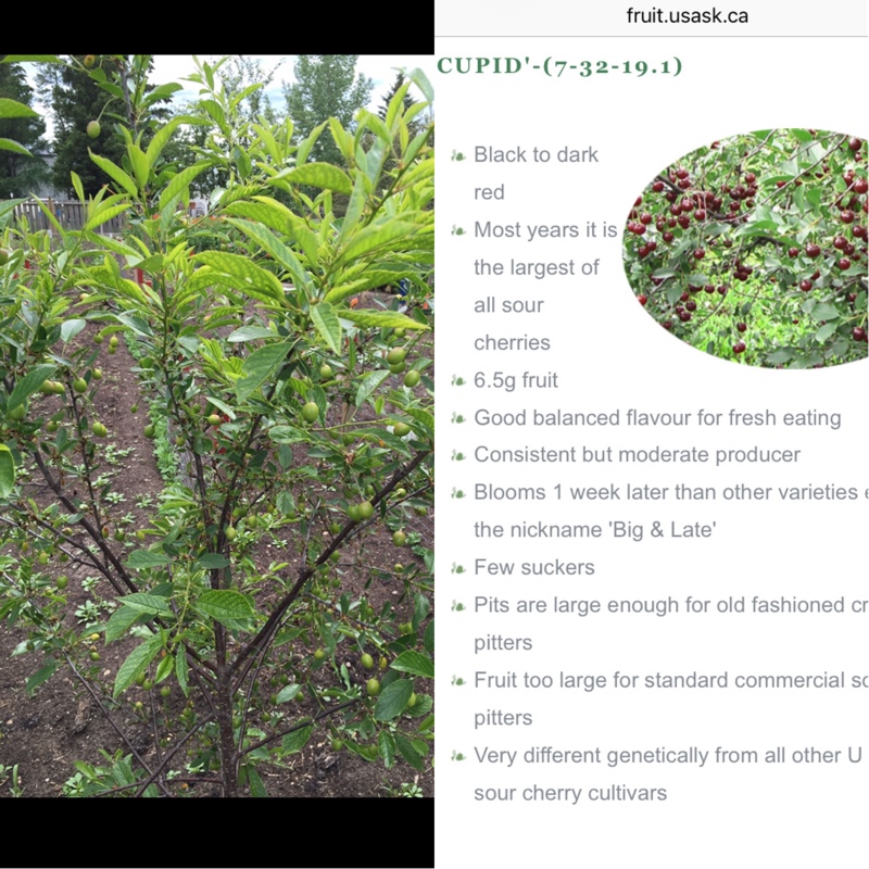Prunus x kerrasis Cupid in the GardenTags plant encyclopedia Dwarf Sour Cherry Tree Cupid in the GardenTags plant encyclopedia