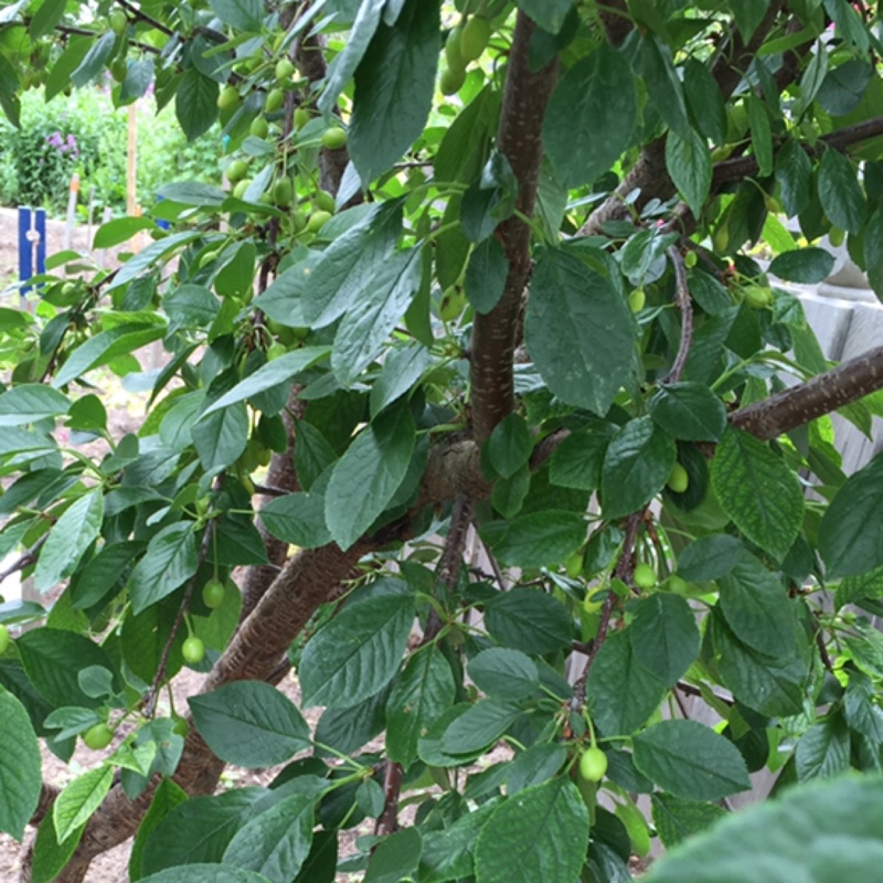 Prunus x kerrasis Evans in the GardenTags plant encyclopedia Dwarf Sour Cherry Tree Evans in the GardenTags plant encyclopedia
