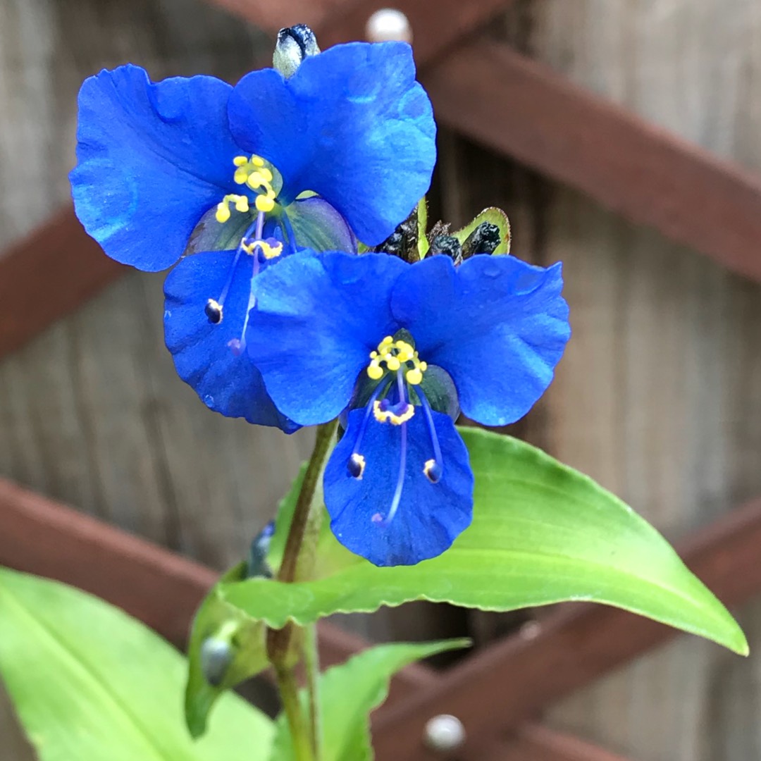 Commelina dianthifolia in the GardenTags plant encyclopedia Bird-bill Dayflower in the GardenTags plant encyclopedia