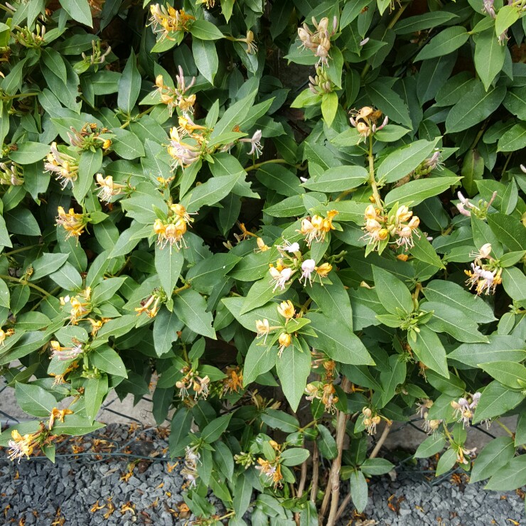 Lonicera Inov42 syn. Lonicera Caprilia Ever in the GardenTags plant encyclopedia Honeysuckle Caprilia Ever in the GardenTags plant encyclopedia