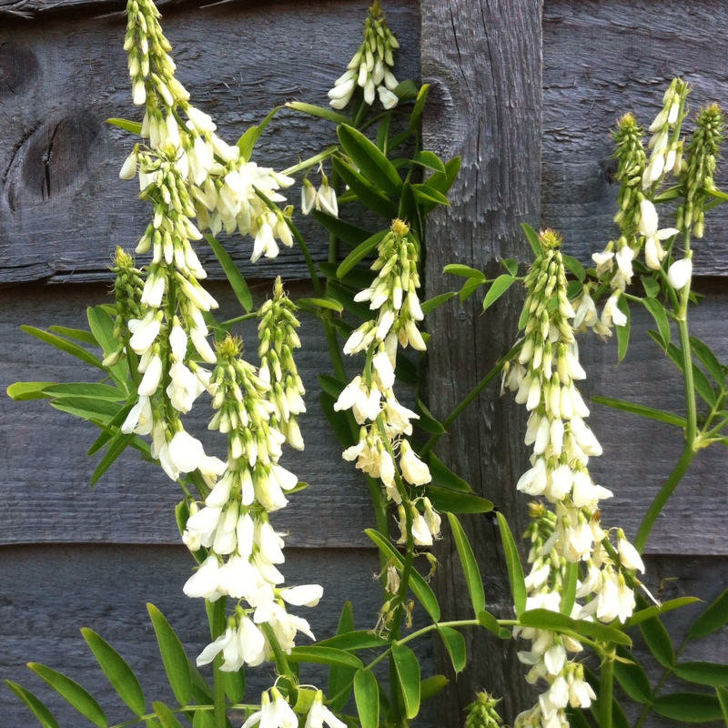 Galega officinalis in the GardenTags plant encyclopedia Goats Rue in the GardenTags plant encyclopedia