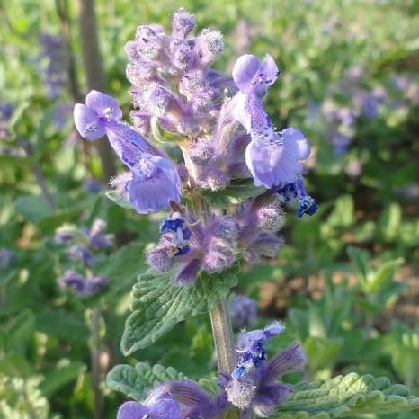 Calamintha nepeta subsp. nepeta in the GardenTags plant encyclopedia Lesser calamint in the GardenTags plant encyclopedia