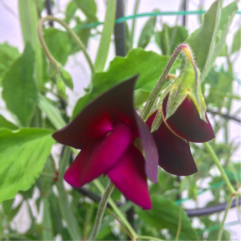 Lathyrus Odoratus Midnight in the GardenTags plant encyclopedia Sweet Pea Midnight in the GardenTags plant encyclopedia