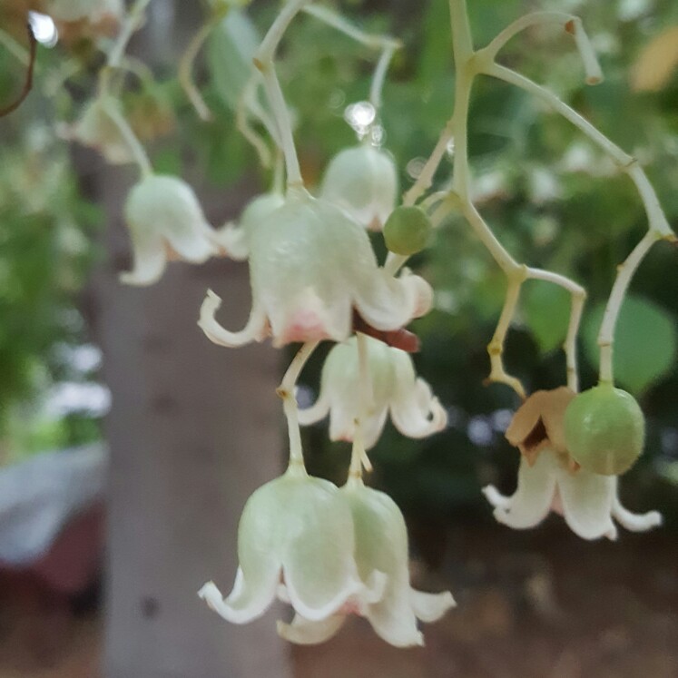 Brachychiton populneus in the GardenTags plant encyclopedia Kurrajong in the GardenTags plant encyclopedia