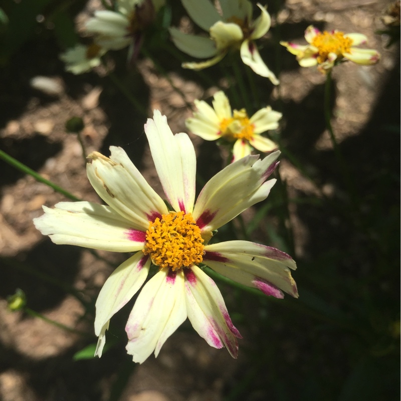 Coreopsis Satin and Lace Red Chiffon in the GardenTags plant encyclopedia Tickseed Satin and Lace Red Chiffon in the GardenTags plant encyclopedia