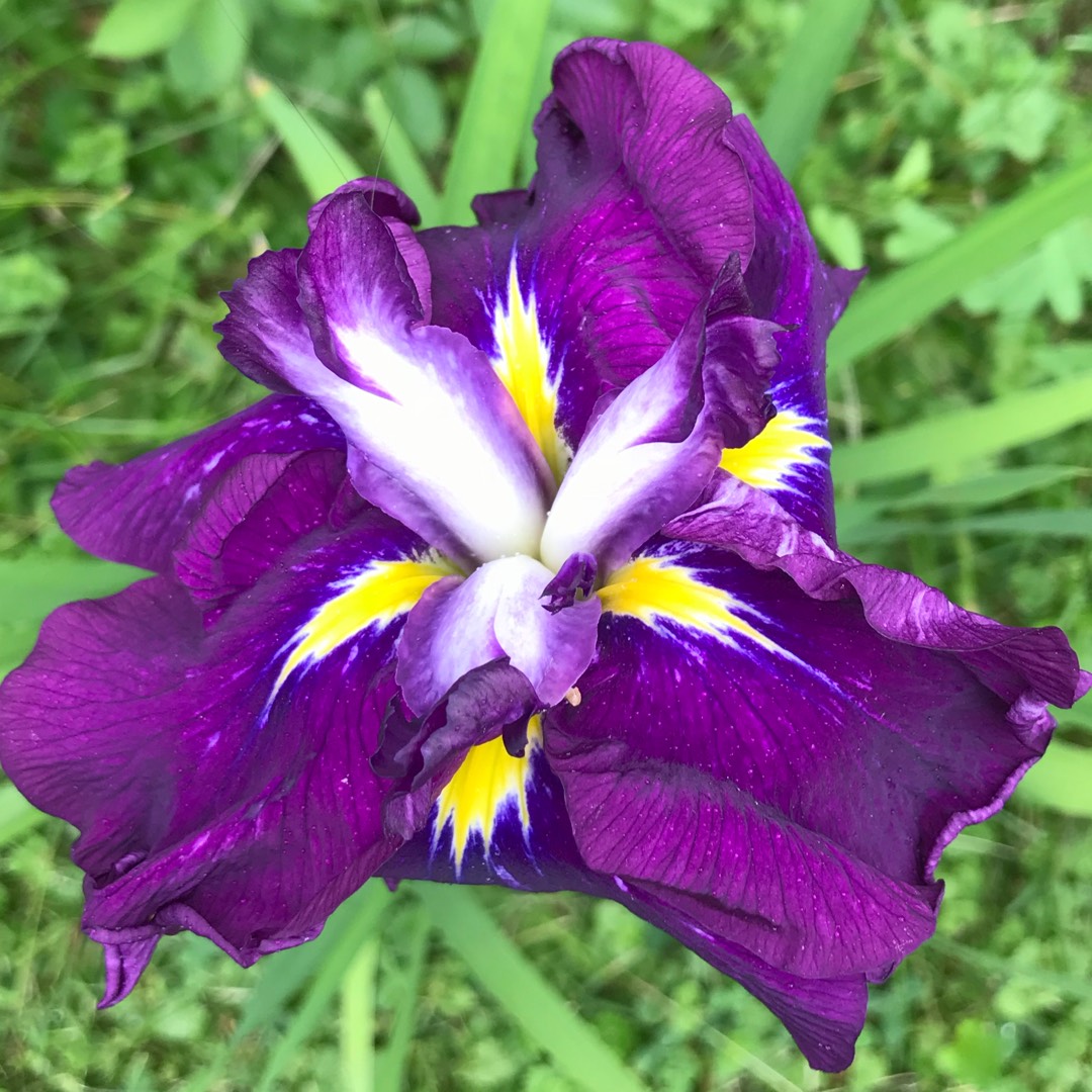 Iris ensata Gusto in the GardenTags plant encyclopedia Japanese Water Iris Gusto in the GardenTags plant encyclopedia