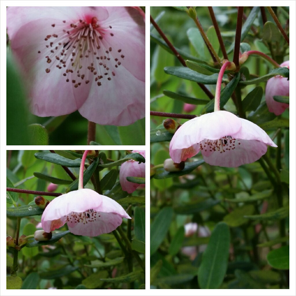 Eucryphia lucida Pink Cloud in the GardenTags plant encyclopedia Brush Bush Pink Cloud in the GardenTags plant encyclopedia