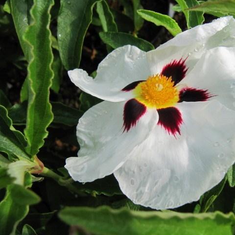 Cistus x aguilarii Maculatus in the GardenTags plant encyclopedia Spotted White Rock Rose in the GardenTags plant encyclopedia