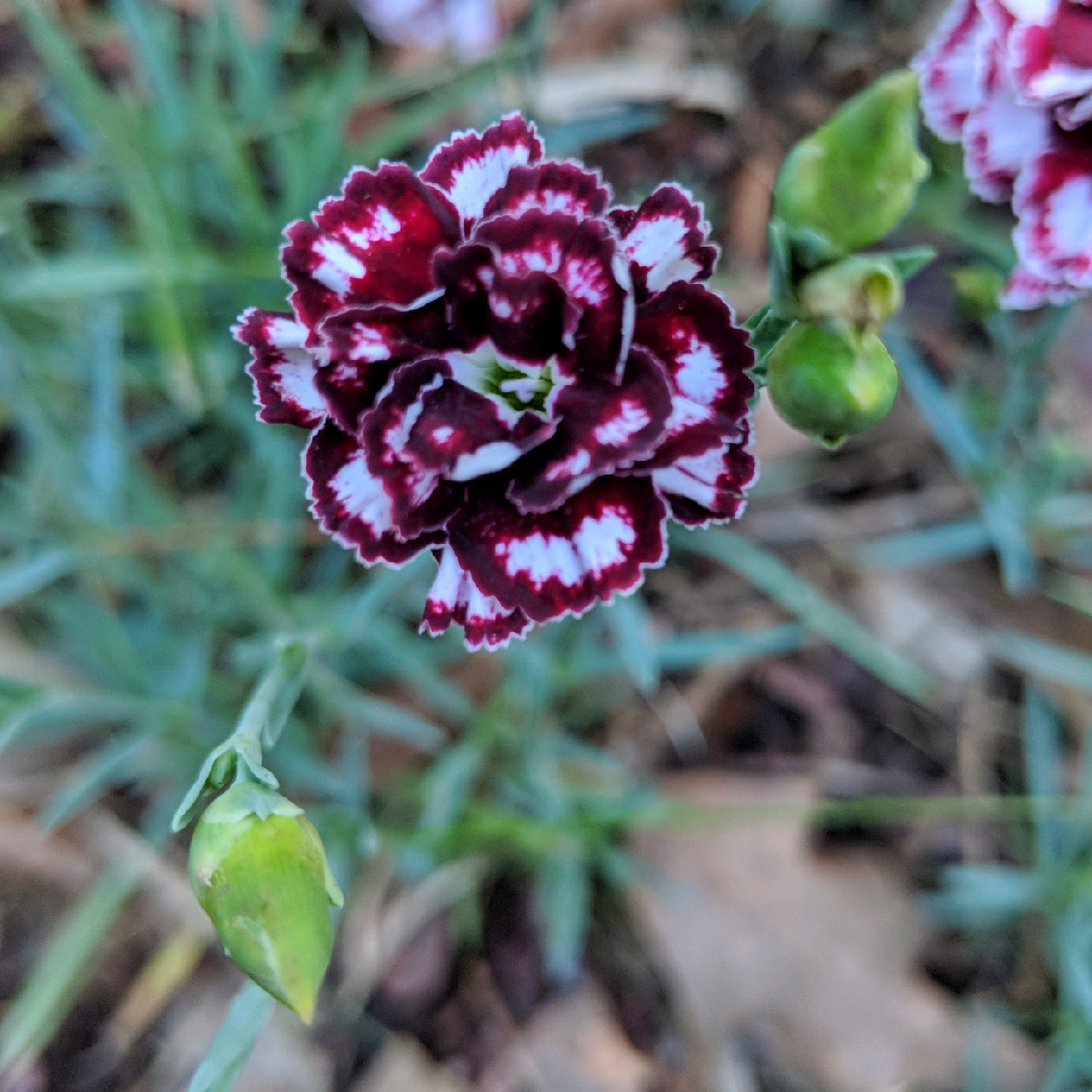 Dianthus Coconut Punch in the GardenTags plant encyclopedia Hybrid Pink Coconut Punch in the GardenTags plant encyclopedia
