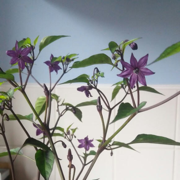 Capsicum Annuum Fairy Lights in the GardenTags plant encyclopedia Chilli Pepper Fairy Lights in the GardenTags plant encyclopedia