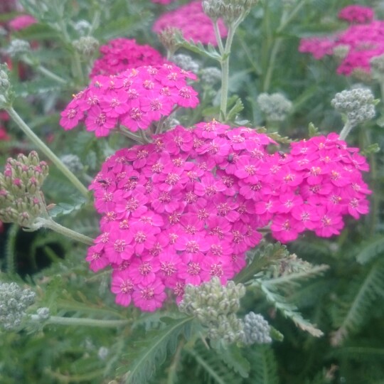 Achillea millefolium Rosea in the GardenTags plant encyclopedia Yarrow Rosea in the GardenTags plant encyclopedia