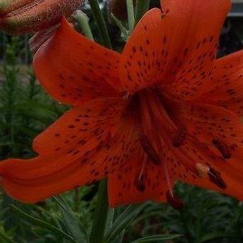 Lilium Fire King in the GardenTags plant encyclopedia Lily Fire King (Asiatic) in the GardenTags plant encyclopedia