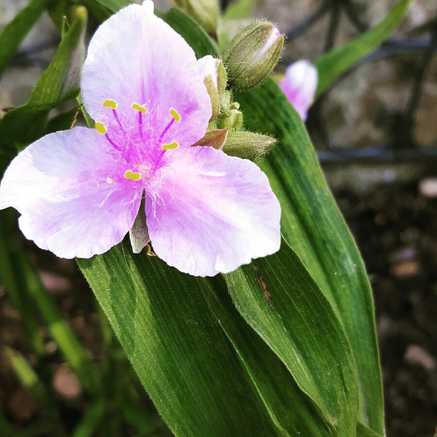Hemerocallis Double Dream in the GardenTags plant encyclopedia Daylily Double Dream in the GardenTags plant encyclopedia