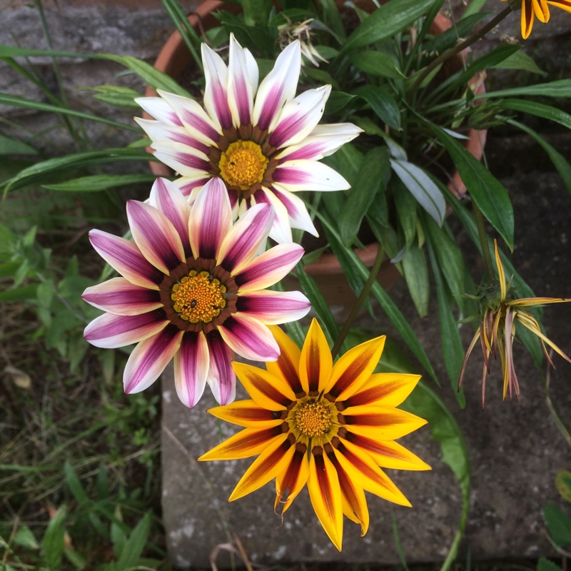 Treasure Flower Tiger Stripes Mixed in the GardenTags plant encyclopedia