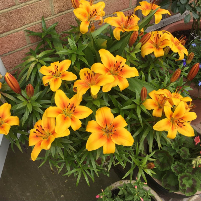 Lilium Victory Joy in the GardenTags plant encyclopedia Lily Victory Joy (Asiatic) in the GardenTags plant encyclopedia