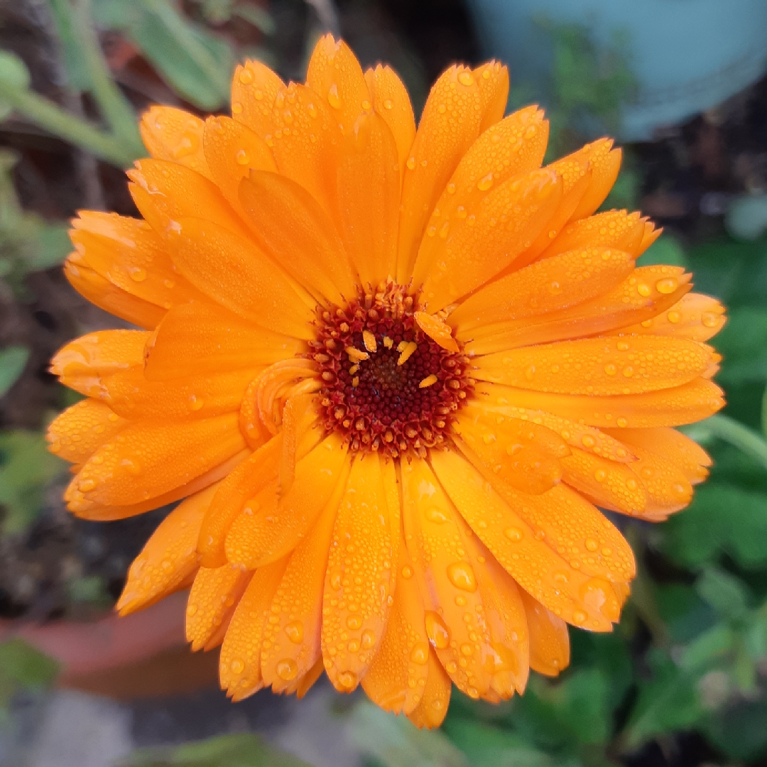 Calendula officinalis Orange King in the GardenTags plant encyclopedia Pot Marigold Orange King in the GardenTags plant encyclopedia