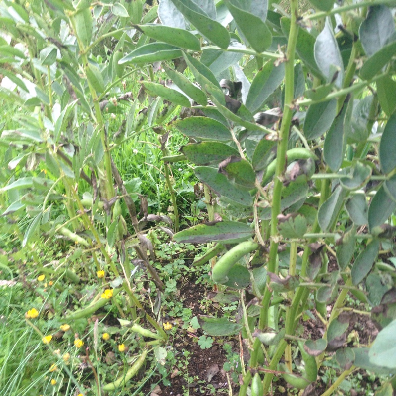 Broad Bean Bunyards Exhibition in the GardenTags plant encyclopedia