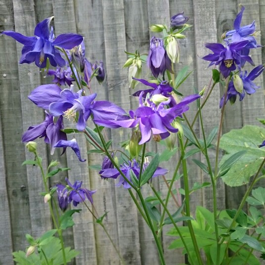 Aquilegia alpina in the GardenTags plant encyclopedia Alpine Columbine in the GardenTags plant encyclopedia