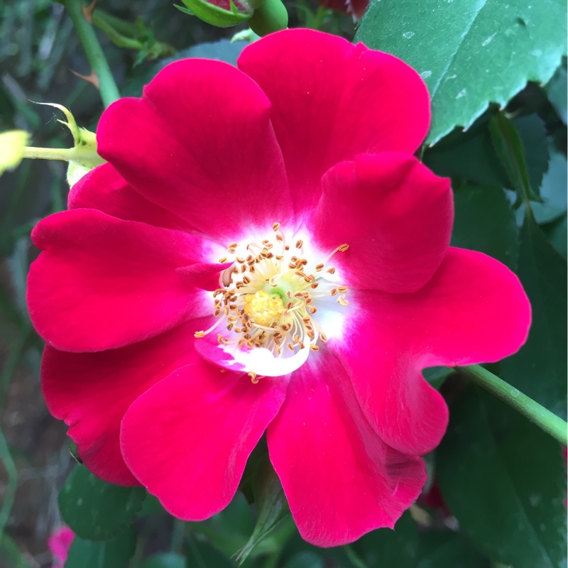 Rose rugosa Typica in the GardenTags plant encyclopedia