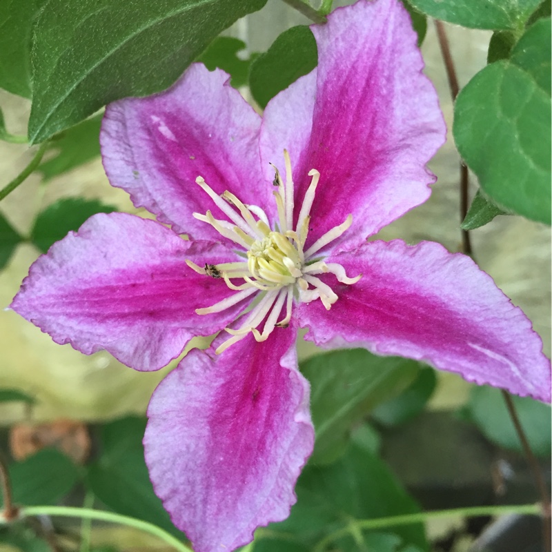 Clematis Eyers Gift in the GardenTags plant encyclopedia Clematis Eyers Gift in the GardenTags plant encyclopedia