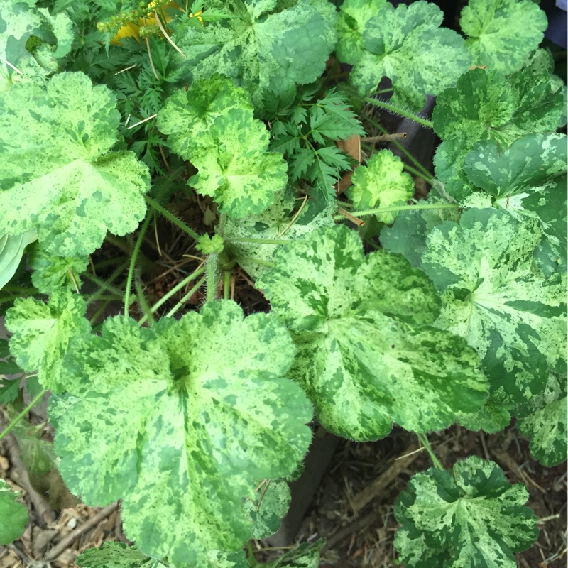 Heuchera Hercules in the GardenTags plant encyclopedia Alumroot Hercules in the GardenTags plant encyclopedia