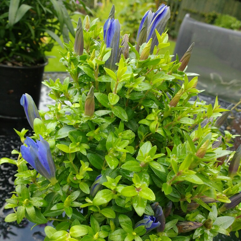 Gentiana scabra Rocky Diamond Blue Heart in the GardenTags plant encyclopedia Gentian Blue Heart in the GardenTags plant encyclopedia