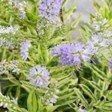 Shrubby Veronica Sparkling Sapphires in the GardenTags plant encyclopedia