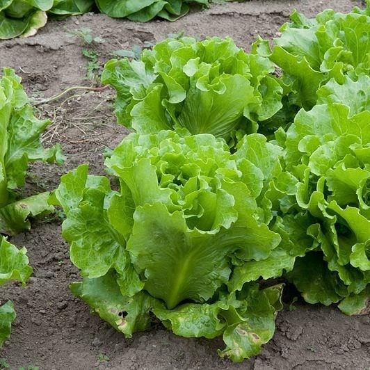 Lactuca Sativa Crisp Mint in the GardenTags plant encyclopedia Lettuce Crisp Mint in the GardenTags plant encyclopedia